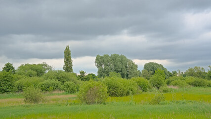 green summer marsh landscape under a cloudy sky in Bourgoyen nature reserve, Ghent, Flanders, Belgium