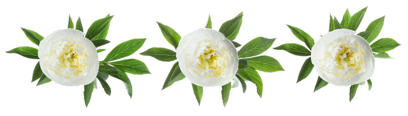 Three peony flowers with green leaves isolated on white, set