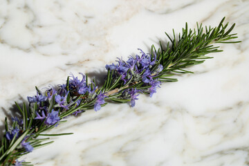 sprig of Tuscan Blue Rosemary with purple flowers on white marble 