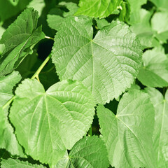 Close-up of lush green heart-shaped leaves in sunlight highlighting natural veins and texture.