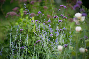 blooming flowers in a cottage garden. natural flower garden. close, bokeh. Verbena bonariensis and 
