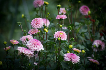 blooming dahlia wizard of oz in the garden. beautiful pink flower for the garden catalog