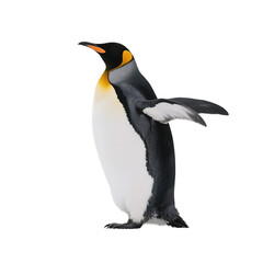 Fototapeta premium A king penguin with black and white feathers, yellow neck, and wings spread, showcasing its unique appearance in natural setting.