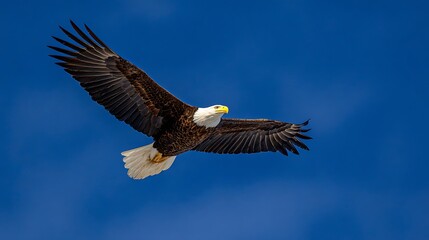 Majestic bald eagle soars gracefully against a clear blue sky, embodying freedom and power.