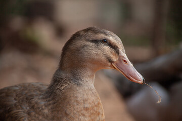 close up of a brown duck with a piece of wheat in her mouth