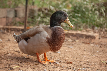 Male mallard duck standing outside