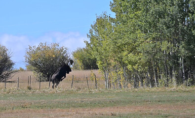 Bull Moose Jumping Fence