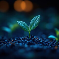 A sprout emerges from dark soil, bathed in evening light, symbolizing growth