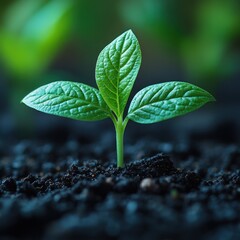 A small green plant grows from dark soil, reaching for light, symbolizing hope