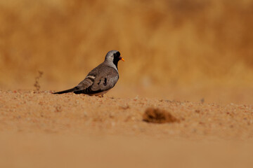 Obraz premium Namaqua dove Oena capensis very small pigeon found over much of Sub-Saharan Africa as well as Arabia and Madagascar, bird with long tail near the water in desert