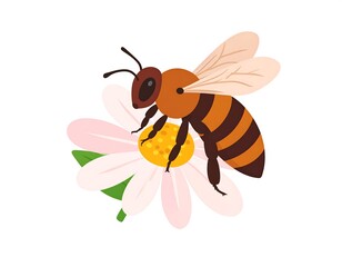 Fototapeta premium A honeybee, striped body, lands on daisy with a bright yellow center