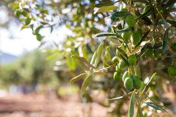 Green olives in olive tree before harvest.