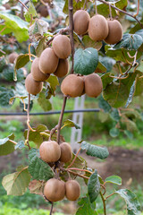 Kiwi picking season. Kiwi on a kiwi tree plantation with with huge clusters of fruits.