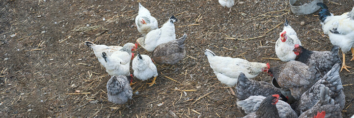 Group of chickens feeding on farm ground with mixed breeds and varieties in outdoor rural setting.