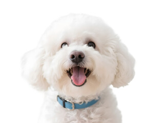 Obraz premium A cheerful white fluffy dog wearing a blue collar, showing a happy expression.