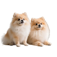 Two fluffy Pomeranian dogs are sitting side by side, showcasing their cute and friendly appearance.
