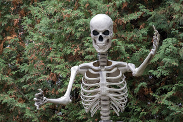 Skeleton models at Halloween outdoors.