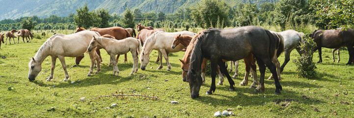 Diverse herd of horses grazing in scenic mountainous pasture on a sunny day.
