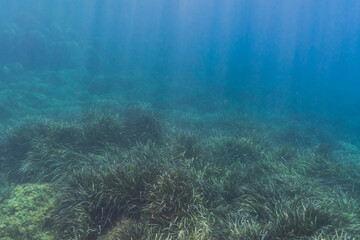 A tranquil underwater scene of a lush Posidonia oceanica seagrass meadow illuminated by sunbeams in the Mediterranean Sea, France.