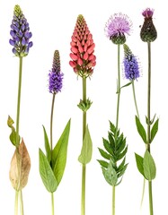 Diverse floral display with colorful blossoms and various leaf types on stems