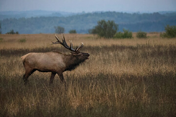 Elk Bull Majestic Bugle Fall Rut 