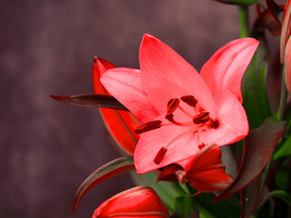 Romantic red and pink color lily. Wonderful flower with colorful brown background. Creative scene with rich saturated bold colors.