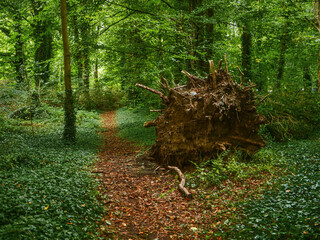 A large tree stump sits in the middle of a forest path. The stump is surrounded by fallen leaves and branches, creating a natural and peaceful atmosphere. Power of nature and storm damage concept.