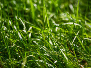 A field of green grass with dew on it. The grass is lush and vibrant, giving the image a sense of freshness and vitality