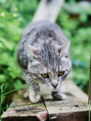Grey cat is on a wooden plank with green grass background. Rural country side pet activity.