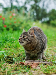 Slim and skinny cute cat on a green grass road. Pet living in rural country area. Summer time vibe.