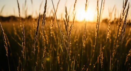 Obraz premium Golden sunset light filtering through tall dry grass stalks in a meadow, creating a warm, serene, and natural atmosphere
