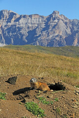 Fototapeta premium alle spalle della marmotta la massa rocciosa delle Conturines; Val Badia, AltoAdige