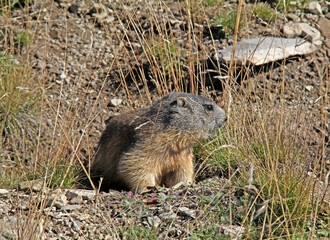 giovane marmotta sulla sua tana