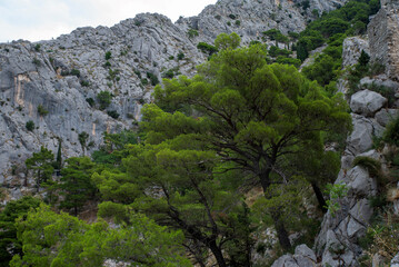 Pine forest growing on rocky mountain
