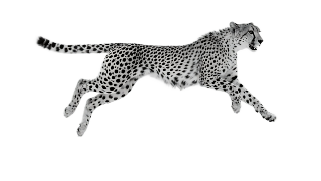A cheetah in mid - air, demonstrating its remarkable speed and distinctive spotted coat while leaping.
