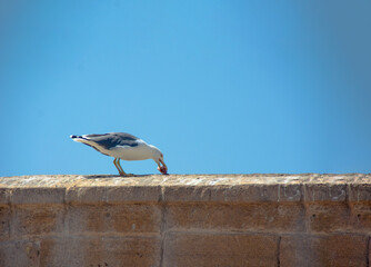 bird on a roof eating