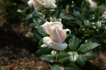 White rose in bloom with delicate petals. Close-up of a natural flower in full bloom. Floral beauty. Symbol of purity and love. Romantic and serene image of elegant nature, queen of the flower garden.