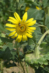 Closeup of a sunflower growing in a field of sunflowers during a nice sunny summer day, Sunflower natural background. flower blooming, Beautiful field of blooming sunflowers, Chakwal, Punjab, Pakistan