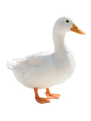 Obraz premium A white domestic duck with orange beak and legs standing on a plain white background.