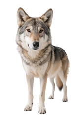A gray wolf stands prominently against a plain background, showcasing its natural wild appearance and alert demeanor.