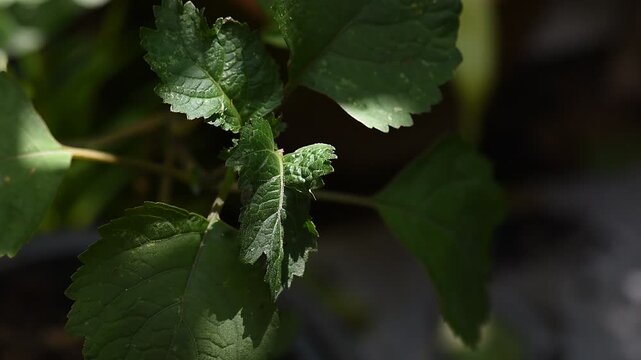 Pogostemon cablin (Blanco) Benth. or Patchouli branch green leaves on natural background.