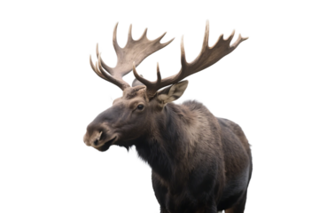 A majestic moose with large antlers is depicted standing in a natural setting, showcasing its impressive antler structure.