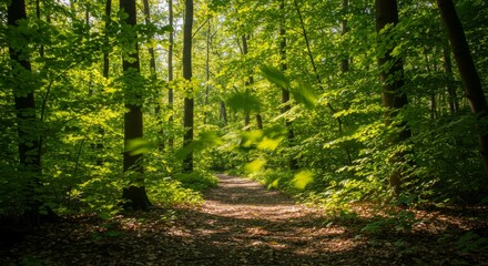 Fototapeta premium Sunlit Forest Path: Lush Green Trees and a Tranquil Woodland Trail