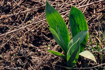 green sprout growing in the ground
