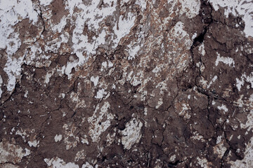 texture of the bark