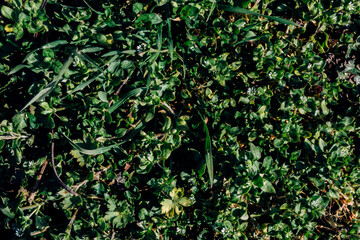background of green ivy