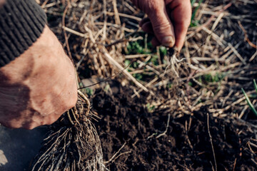 hand with soil