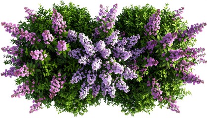 Obraz premium Overhead view of vibrant purple and pink flowers and greenery