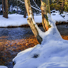 Watercourse in the Pyrenees Orientales mountains in France. Fir forest, rock and tree trunk under the snow.
