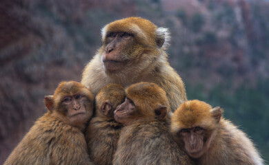 A monkey mother cuddling her four babies, showing a tender moment of love and protection in nature
